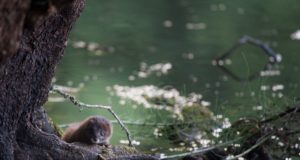 Tallinna loomaaias toimub naaritsapäev