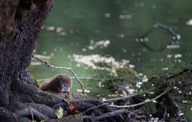 Euroopa naarits_Tiit Maran