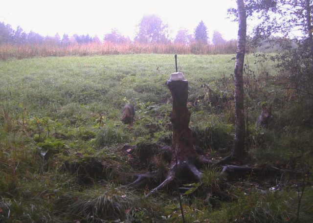 HundidKolgajaanis14.09.2017