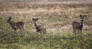 Selgus jahihooaja statistika, enim kütiti metskitsi