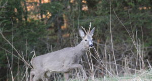 Keskkonnainspektsioon kontrollis sokujahti
