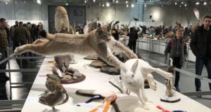 EJ 2/2018: Euroopa taksidermistide meistrivõistlused Salzburgis