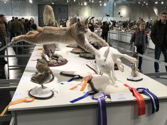 Janis Granatsi Valgejänest jahtiv ilves3