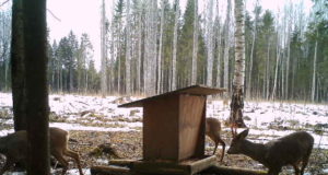 Piltuudis: metskitsede sarvepuhastus