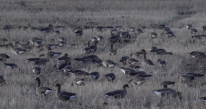 VIDEO! Linnud laastavad põlde, võimalikuks lahenduseks pakutakse heidutusjahti