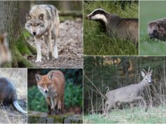 Jahimehed otsivad Eesti rahvuslooma