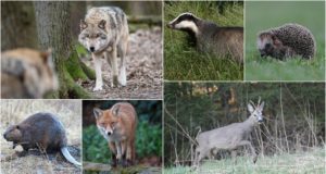 EJS lõpetas ennetähtaegselt rahvuslooma küsitluse