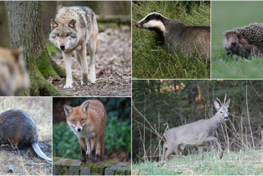 Jahimehed otsivad Eesti rahvuslooma