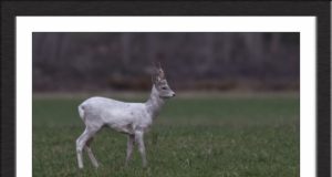 Tartumaal nähti haruldast metskitse