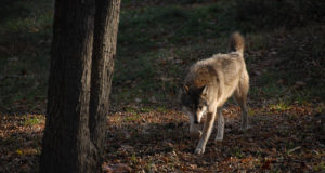 Hunt nautis Pärnumaal päikeselist päeva