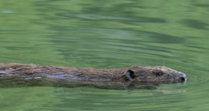 Kopra basseinist kätte saamisega tekkis probleeme