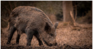 Juunis on taas leitud sigade Aafrika katku