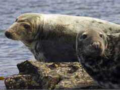 Algaval hülgejahihooajal võib küttida 58 isendit