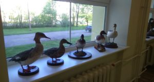 Kehra kooli loodusnädal on pühendatud vee-elustikule