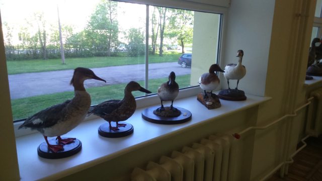 linnutopised, näitus