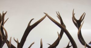 VIDEO: Looduse imeline leid – omapärased hirvesarved