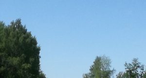 Ida-Virumaal seikleb karu ringi