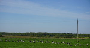 EJSis peeti nõu hanede heidutuskava tegijatega