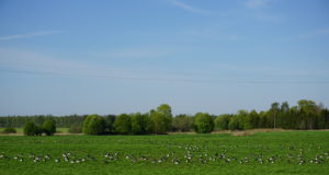 Osoon uuris põllumeeste ja hanede vahelist konflikti