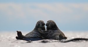 Sel nädalal jagatakse tantsivaid hunte