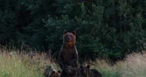 Looduse aasta foto võitis Mikk Matsi fotoga „Karupere“