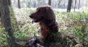 Tartumaal võtavad jahikoerad mõõtu verejälje ajamises