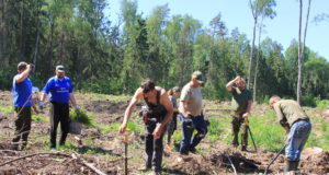 RMK jagab nädala lõpus tasuta kuuseistikuid Iisaku taimlas