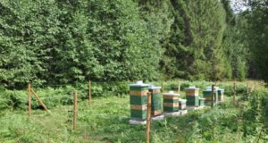 Kiskjakahjusid aitab ära hoida tõhus ennetustegevus