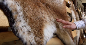 VIDEO: ilvese- ja hundinahkade eripärad