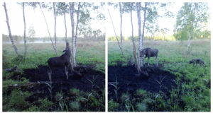 PILTUUDIS: hunt ja põder soolakus