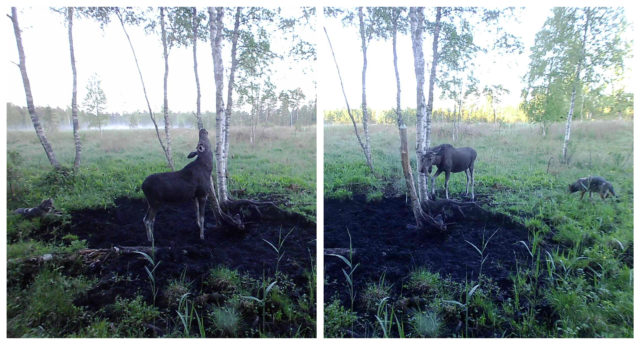 põder ja hunt-collage