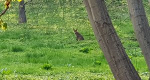 Rebane külastas EJS-i