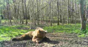 Saaremaal võib ringi liikuda koguni kaks karu
