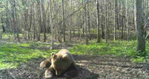 Saaremaa karu jäi rajakaamerasse