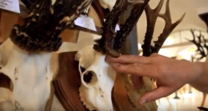 VIDEO: sokusarvede eripärad