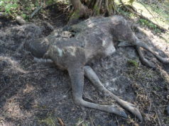 Vigastatud ja hukkunud metsloomadest tuleb teada anda