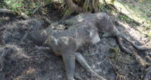 Vigastatud ja hukkunud metsloomadest tuleb teada anda