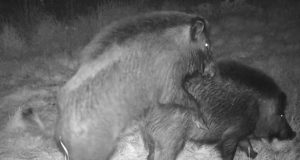 PILTUUDIS: Sead hoiavad järelkasvu üleval