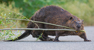 EJ 3/2018: Metsamees mõtleb, kobras korraldab