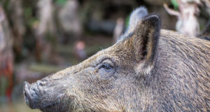 PRESSITEADE: Seakatku vastu võitlemisega on vaja aktiivselt tegeleda