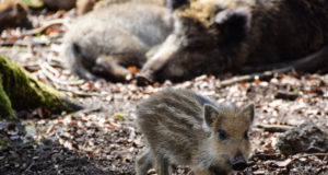 Lääne-Virumaale lisandus teine viiruspositiivne metssiga