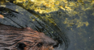 Põud võttis kobraste kodud