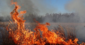 Metsaühendus kutsub üles keelama jahipidamist tuleohtlikul ajal