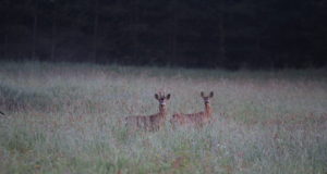 EJSi juhatus annab jahimeestele alanud sokujahiks soovitusi (täiendatud 07.06)