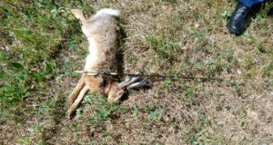 Otepäält leiti vibunoolega vigastatud halljänes