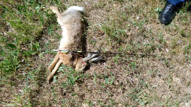 Noolega läbistatud halljänes (002)