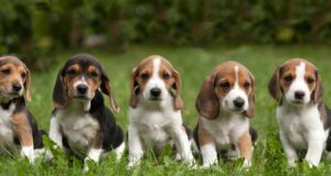 EV100 puhul kutsutakse kokku Eesti hagijad