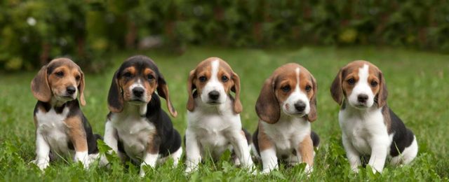 Taisykutsikad-hagijad