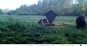 PRESSITEADE: karude jooksuajal tasub olla ettevaatlik