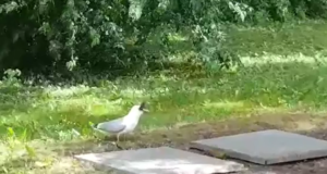 VIDEO! Hõbekajakas paneb hallrästa nahka